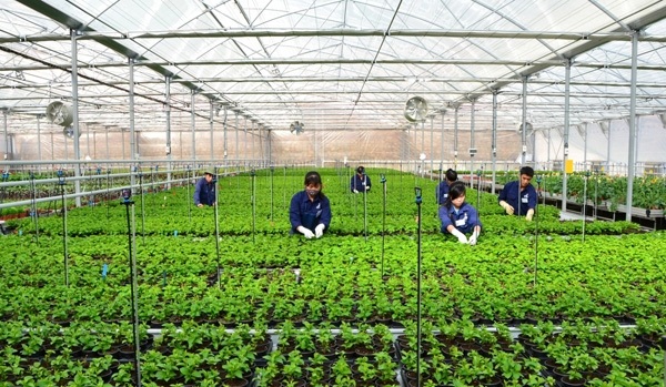 Bộ Tư pháp hỗ trợ doanh nghiệp khởi nghiệp - 1 Nông nghiệp là 1 trong 4 lĩnh vực được Bộ Tư pháp lựa chọn để hỗ trợ khởi nghiệp (Ảnh minh hoạ).