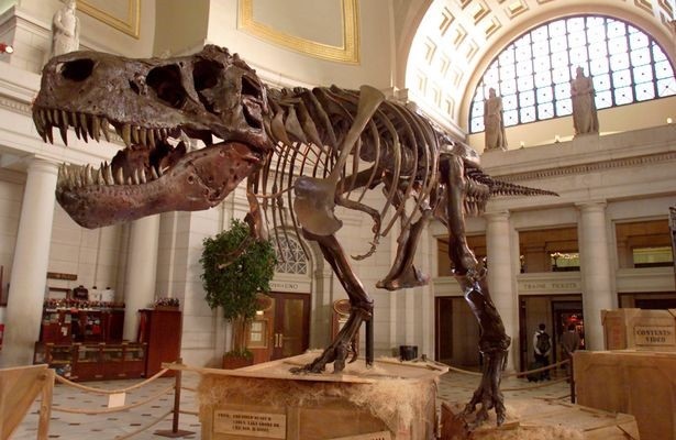 Hai chi trước nhỏ xíu của T-rex có lẽ không vô dụng như chúng ta vẫn nghĩ - 3 Hai chi trước nhỏ xíu của T-rex có lẽ không vô dụng như chúng ta vẫn nghĩ - 3