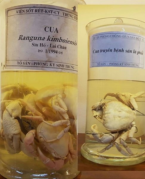 Giật mình hình ảnh ký sinh trùng “đục gan”, bó giun gây tắc ruột - 9 Ăn cua không nấu chín, cua đá... là căn nguyên truyền bệnh sán lá phổi.