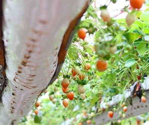 Kiếm bạc tỷ nhờ vườn dâu tây “lơ lửng” sai trĩu quả - 5 Đầu tư tất cả tiền bạc, sức lực, thời gian cùng với niềm hy vọng, nhưng sau 5 tháng, dâu bắt đầu phát bệnh. Anh Trúc lo lắng đến mất ăn mất ngủ, sợ sẽ rơi vào cảnh trắng tay. Áp lực cứ thế đè nặng ngày này qua tháng khác khiến tóc anh dần bạc trắng.