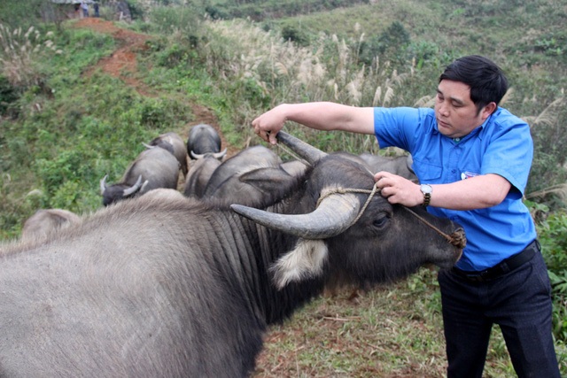 Quy hoạch Hà Nội bị “băm nát” và buýt nhanh “ngụp lặn” giữa “biển” xe - 8 Phuxailaileng theo tiếng Thái có nghĩa là “đỉnh núi đói”. Cái tên đủ để hiểu về cuộc sống của người dân nơi đỉnh núi cao nhất dãy Trường Sơn ở miền Tây Nghệ An này. Thế nhưng, từ đỉnh núi đói này, chàng trai người Mông Xồng Bá Dênh đã gây dựng được cơ nghiệp, cho thu nhập gần 200 triệu/năm. (Ảnh: Hoàng Lam)