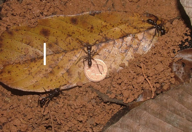 Kích thước cơ thể của loài động vật này rất nhỏ nhưng nó sở hữu những vết cắn cực kỳ kinh khủng. Thậm chí vết cắn của chúng được coi là đau đớn hơn cả vết cắn của nhện độc Tarantula.