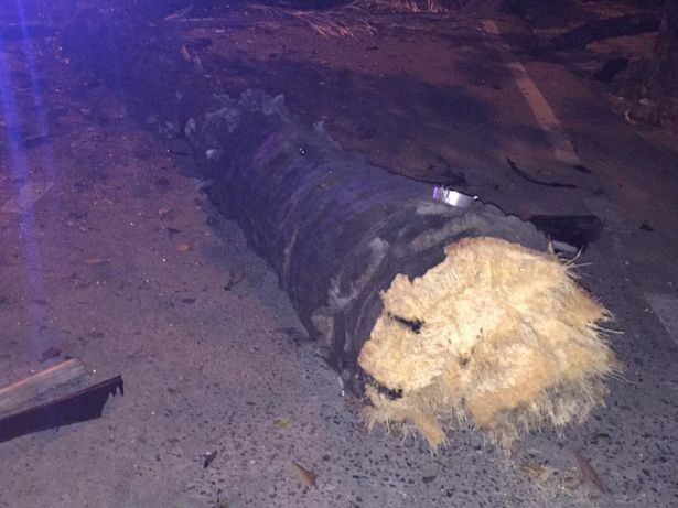 
Cây cọ bên đường bị siêu xe đốn ngã
