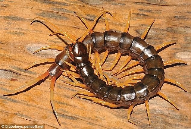 
Cái tên Scolopendra cataracta, theo từ Latin có nghĩa là “thác nước”. Scolopendra cataracta là loại rết đổ bộ đầu tiên được biết đến có thể di chuyển giữa đất và nước, và bơi một cách mạnh mẽ trong nước như một con lươn. Loài rết thân dài này sinh sống ở vùng Đông Nam Á, cụ thể con trong hình được phát hiện thấy ở Thái Lan. Con rết độc này dài 20 cm, với 20 đôi chân dài mà ngay cả các nhà côn trùng học cũng dành từ cảm thán “khủng khiếp” cho nó.
