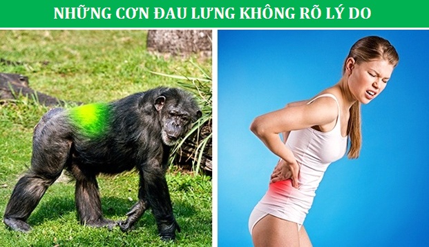 Những minh chứng cho thấy con người vẫn đang tiến hóa từng ngày - 5 Những minh chứng cho thấy con người vẫn đang tiến hóa từng ngày - 5