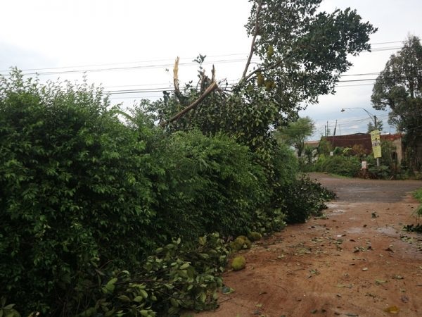 Cây cối gãy đổ