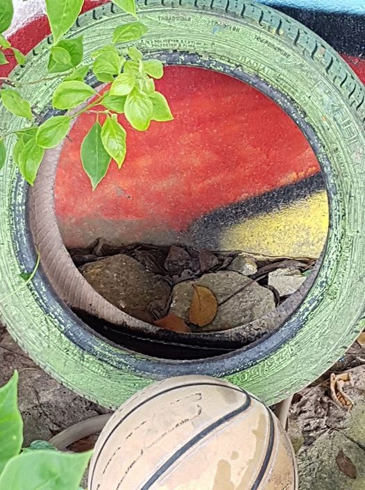 Hơn 15 nghìn ca mắc sốt xuất huyết, Hà Nội huy động bộ đội phun hóa chất diệt muỗi ngày đêm - 4 Chiến dịch diệt muỗi sẽ đổ bể nếu tiếp tục tồn tại các ổ để muỗi truyền SXH đẻ trứng như thế này ngay trong hộ dân, trường học. Ảnh: T.A
