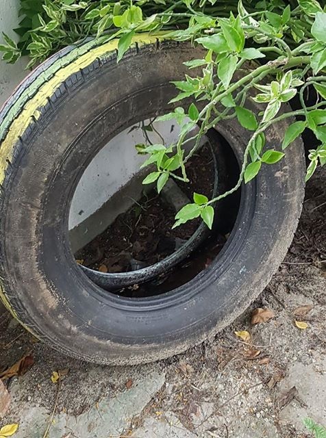 Gần 200 nghìn dụng cụ chứa nước có bọ gậy được phát hiện - 1 Ít người để ý một chiếc lốp xe cũ, đặt lặng lẽ nơi góc vườn lại là nơi nước đọng, ưa đẻ trứng của muỗi truyền bệnh SXH. Ảnh: H.Hải