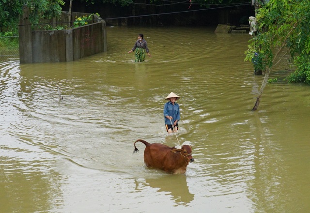 Nước sông Lam lên nhanh, người dân bình thản đón lũ - 6 Người dân sơ tán gia súc lên đê Tả Lam tránh lũ