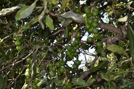 Đắk Lắk hiện có khoảng 766ha mắc ca