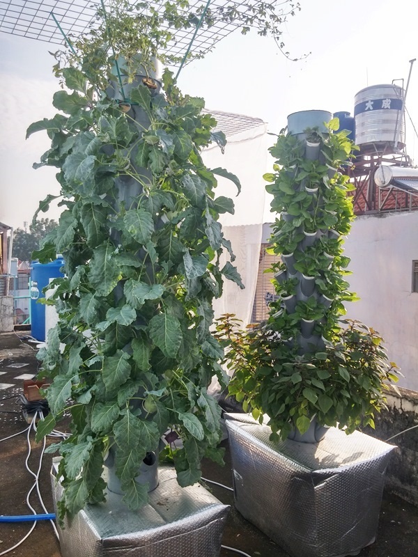 Cũng theo anh Sơn, trồng rau bằng phương pháp này, rễ cây được nằm hoàn toàn trong không khí nên hấp thụ oxy và dưỡng chất tốt hơn. Việc chăm sóc cây cũng không mất nhiều thời gian do hệ thống được đặt giờ tự động, các chất dinh dưỡng sẽ được bơm hẹn giờ từ bồn dung dịch bên dưới lên đài sen trên đỉnh và rớt lại về bồn theo phương pháp hồi lưu.