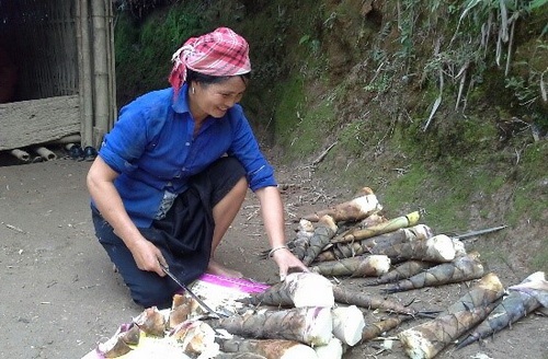 Đặc sản rau rừng Tây Bắc đắt hơn cả thịt cá - 4
Măng bói là loại măng ngọt giá bán 30 ngàn đồng/kg cả vỏ, còn măng đã bóc vỏ giá bán 80 ngàn đồng/kg, đắt hơn cả thịt cá.