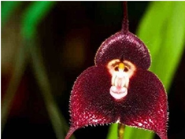 Loài hoa lan có hình dạng rất giống với khuôn mặt của loài khỉ