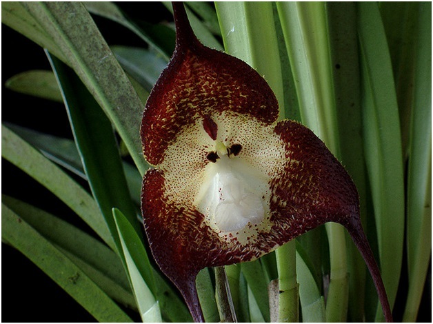 Loài hoa lan này có tên khoa học là Dracula simian. Dracula nghĩa là “ma cà rồng”, bởi những loài lan thuộc chi này đều có hoa trông rất kỳ dị, dễ khiến người ta liên tưởng tới quỷ hút máu với chiếc nanh sắc nhọn Dracula. Simia có nghĩa là “khỉ” trong tiếng Latin