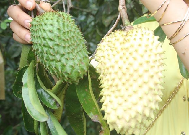 Lạ mắt trái mãng cầu vàng trưng Tết - 2 So với quả mãng cầu xanh thì nhìn quả mãng cầu vàng hấp dẫn, đẹp mắt hơn nhiều