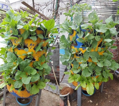 Ngoài ra, chị Hà còn tiến hành trồng củ quả treo ngược. Đó là cách chị học tập từ người nước ngoài. Theo chị, cây được trồng ngược đỡ sâu bệnh, hút được chất dinh dưỡng tối đa, tiết kiệm nước và cho năng suất cao.