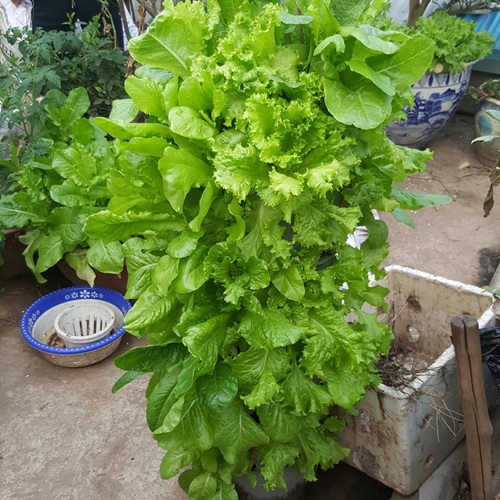 Sau khi trồng rau vào tháp và trụ nhựa, chị Hà chỉ việc chăm sóc bằng cách tưới nước sạch hằng ngày. “Ngay từ đầu, mình đã trộn đất đủ dinh dưỡng vào tháp trồng. Trong quá trình rau củ sinh trưởng, mình không phải bón thêm bất cứ loại phân bón nào”, chị Hà Hoàng cho hay.