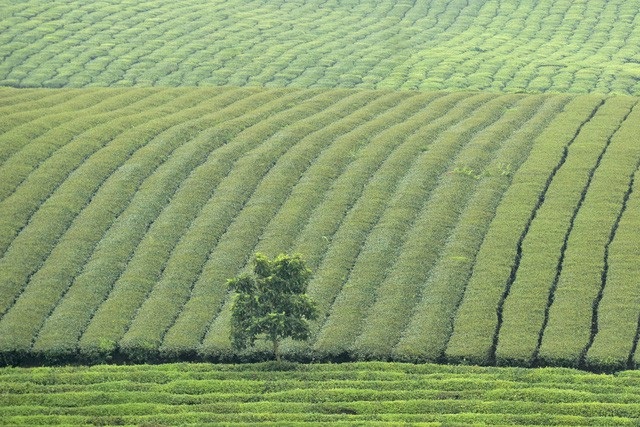 
Những đồi chè thoai thoải xanh ngắt ở cao nguyên Mộc Châu là một trong những điểm nhấn hấp dẫn những người ham xê dịch.
