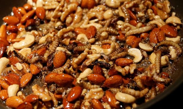 
Món côn trùng sốt caramen phục vụ thực khách
