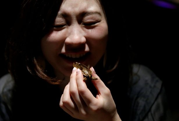 Nhà hàng Nhật phục vụ "món mới" - côn trùng chết - cho các cặp tình nhân - 9