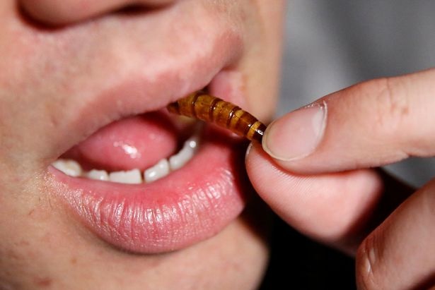 Nhà hàng Nhật phục vụ "món mới" - côn trùng chết - cho các cặp tình nhân - 5