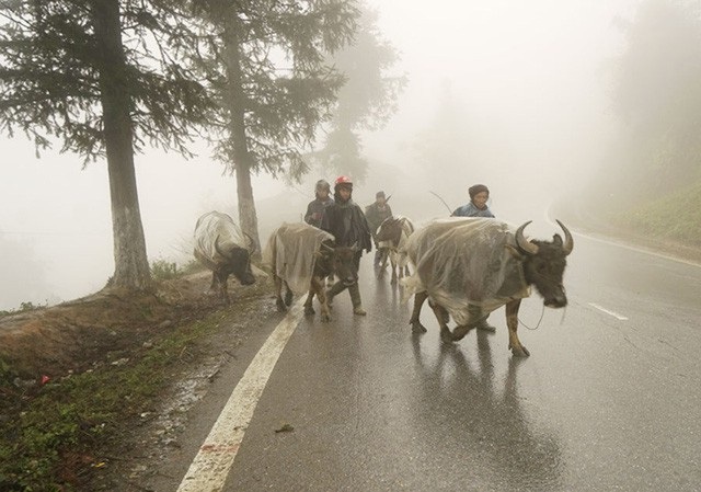 Miền Bắc tiếp tục rét đậm trong 3 ngày tới - 1 Bắc Bộ tiếp tục rét đậm, có nơi rét hại trong 2 ngày 24 và 25/11. (Ảnh: Phạm Ngọc Triển).
