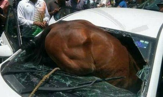 Nắng nóng kinh hoàng khiến ngựa phát điên đâm sầm vào cửa kính ô tô - 1 Nắng nóng dữ dội khiến ngựa phát điên và lao thẳng vào cửa kính chắn gió ô tô