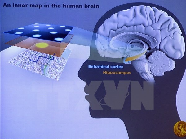 Phương pháp "nâng cấp" não bộ nhờ rèn luyện kỹ năng đọc - 1
Ảnh chỉ có tính minh họa. (Nguồn: AFP/TTXVN)
