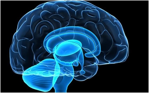 Tìm hiểu não tự ăn chính nó Hiểu rõ về tình trạng và cách điều trị