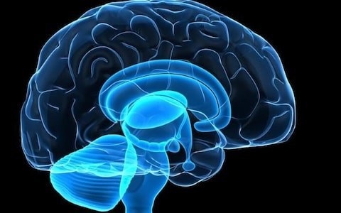 Các nhà khoa học phát hiện gen liên quan đến đồng tính luyến ái - 2 Những genes này liên quan đến vùng não mà điều khiển tình dục và liên quan đến tuyến giáp