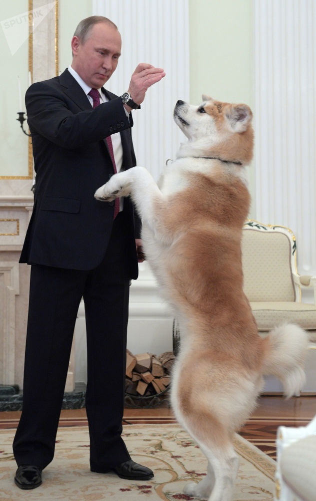 Tình yêu động vật của Tổng thống Putin - 15 Nhà lãnh đạo Nga chơi đùa với chó Yume tại Điện Kremlin.