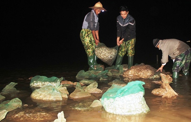 Vụ đổ trộm chất thải xuống biển: Yêu cầu doanh nghiệp tạm dừng hoạt động - 1 Ngao chết hàng loạt tại nhiều địa phương ven biển Thanh Hóa