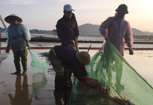 Chủ tịch huyện bị phê bình vì không thực hiện nghiêm chỉ đạo của cấp trên - 2
Chủ tịch tỉnh Thanh Hóa đã có chỉ đạo hỗ trợ người nuôi ngao có ngao bị chết, nhưng Chủ tịch huyện Hậu Lộc chậm triển khai...