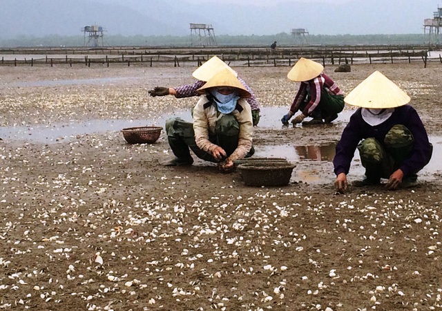 Vụ đổ trộm chất thải xuống biển: Yêu cầu doanh nghiệp tạm dừng hoạt động - 2 Nhiều hộ nuôi ngao lao đao vì ngao chết hàng loạt