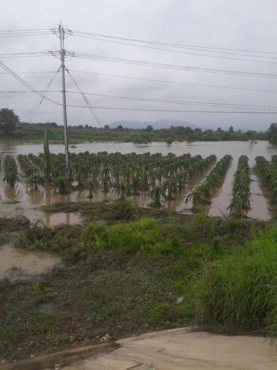 Mưa lớn, lũ về nhấn chìm hàng trăm hecta thanh long - 3 Mưa lớn, lũ về nhấn chìm hàng trăm hecta thanh long - 3