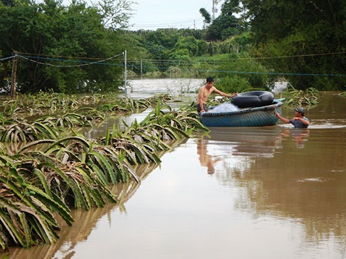 Mưa lớn, lũ về nhấn chìm hàng trăm hecta thanh long - 1 Mưa lớn, lũ về nhấn chìm hàng trăm hecta thanh long - 1