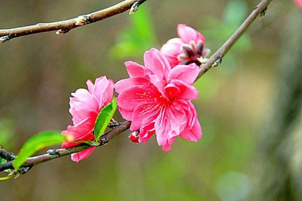 Lịch nghỉ Tết 2018 có thể kéo dài 7 ngày - 1 Lịch nghỉ Tết 2018 có thể kéo dài 7 ngày - 1