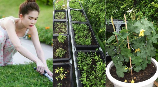 Trước khi có vườn rau, sân thượng nhà Ngọc Trinh đã có nhiều cây xanh và hoa. Cô có ý định đặt vài chiếc ghế và làm khu ăn đồ nướng để thi thoảng có thời gian rảnh mời bạn bè tới chơi nhưng chưa thực hiện được nên làm vườn rau trước.