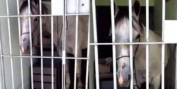 Hình ảnh con ngựa bị giam trong phòng như một tên tội phạm khiến nhiều người yêu động vật bất bình