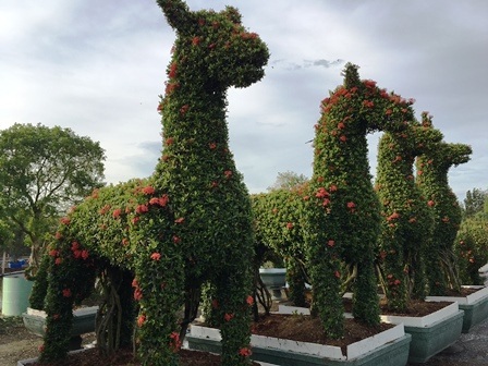 Những linh vật ngày Tết được làm bằng cây kiểng “siêu độc” - 7 Những con ngựa bằng cây kiểng rất đẹp mắt
