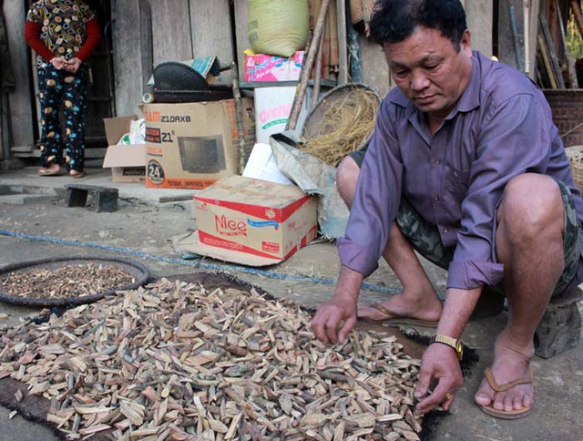 Ông Nguyễn Văn Tiến (57 tuổi, trú bản Cam, xã Cam Lâm, Con Cuông, Nghệ An) nổi tiếng bởi có đến 9 người vợ.