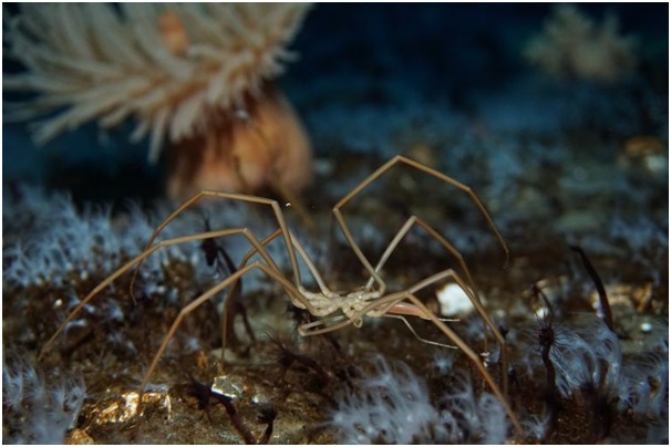 
Tim của nhện biển rất yếu, không thể đẩy máu và ô-xy từ điểm cuối của chân đến trung tâm cơ thể.
