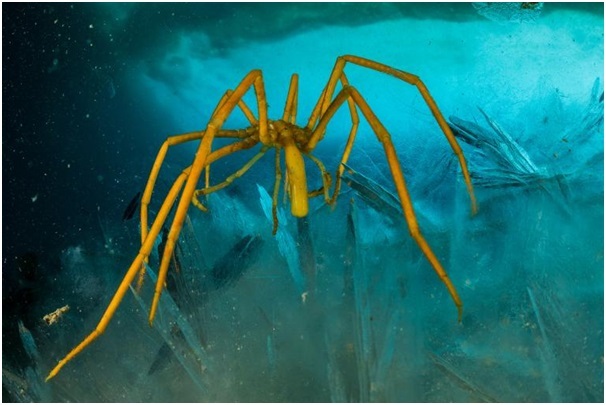 
Nhện biển dùng ruột bơm máu và ô-xy thay cho vai trò của tim.
