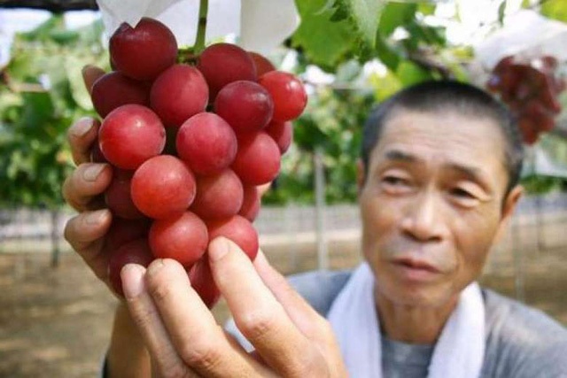 7 loại trái cây đắt đỏ bậc nhất thế giới chỉ dành cho nhà giàu - 2 7 loại trái cây đắt đỏ bậc nhất thế giới chỉ dành cho nhà giàu - 2