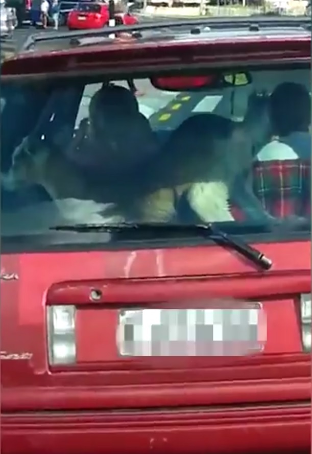 Nhóc 8 tuổi lái xế hộp chở dê đi trên phố - 2