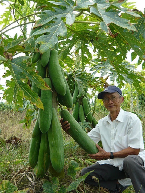 Đổi đời nhờ những loại quả khổng lồ “hái” ra tiền ở Việt Nam - 8 Hiện nay lão nông Nguyễn Hoàng Oanh sở hữa hàng chục giống trái cây và nông sãn khổng lồ, nhưng đu đủ là giống ông lựa chọn trồng nhiều nhất trong vườn nhà vì hiệu quả kinh tế cao