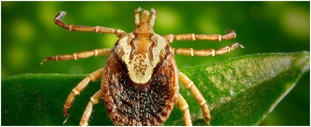 
Protein được tìm thấy trong nước bọt của ve có khả năng ngăn chặn các chất độc hại liên quan đến một loại bệnh tim đặc biệt.
