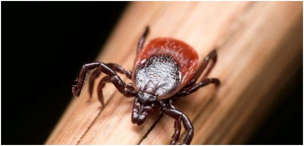 
Các nhà khoa học hiện vẫn đang nghiên cứu các phương pháp chữa trị từ nước bọt ve.
