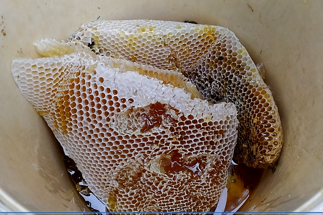 Nhọc nhằn nghề săn ong lấy mật ở rừng U Minh Hạ - 3
Mỗi tổ ong trung bình có từ 3 đến 5 lít mật