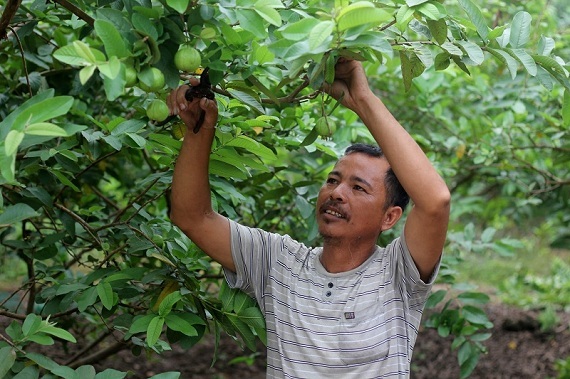 Người trồng ổi Cự Khối “đứng ngồi không yên” vì rớt giá - 1
Anh Ngô Quang Chiến đang cắt tỉa cành cho cây ổi trong ruộng của gia đình.